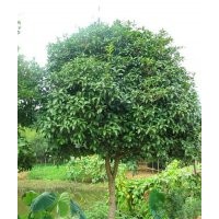 湖南香樟樹(shù)價(jià)格移植香樟樹(shù)骨架香樟樹(shù)價(jià)格