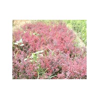 黃楊價格/廠家/苗木基地/供應(yīng)商-山東臻樟園林