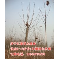 供應(yīng)2014年山東濟(jì)寧1年帽法桐10,12公分法桐價(jià)格