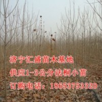 處理山東濟(jì)寧法桐樹(shù)苗1米，2米，3米報(bào)價(jià)