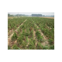 連翹苗木供應(yīng)信息/松樹苗木基地/榆葉梅苗木廠家地址-山東臻樟園