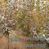 饅頭柳，大量出售饅頭柳苗木基地