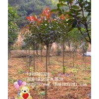 紅葉石楠小苗 湖南綠化小苗批發(fā)-湖南綠化小苗資訊新聞 規(guī)格齊全