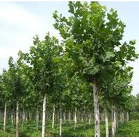 法桐被種植原植物園