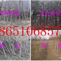 銷售櫻花、紅楓、碧桃、紫葉李、紫薇、高桿女貞、西府海棠、木瓜