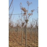 石榴，枇杷，木瓜，苗圃現(xiàn)苗，櫻花，高桿紅葉石楠3公分。