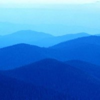 香花槐.紅花槐.刺槐.洋槐.朝鮮槐.洋槐價格