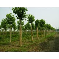 供應5-30公分法國梧桐