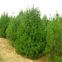 供應(yīng)白皮松 山西白皮松 華山松價(jià)格