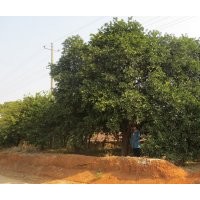 大量供應香泡直生苗