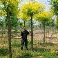 2014國(guó)槐 合歡 法桐