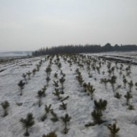 阿城區(qū)料甸鎮(zhèn)大量低價出售自產(chǎn)樟子松容器苗