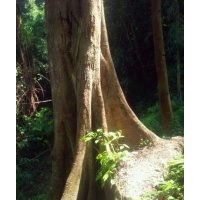 野生大樸樹的直徑1.5-1.8米