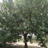 大華海棠苗木基地出售八棱海棠樹