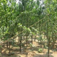 出售大量西府海棠