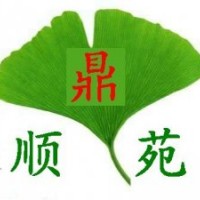 供應(yīng)各種規(guī)格銀杏，量大