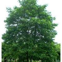 自家種植的桂花樹、欒樹、馬褂木、重陽木、喜樹和楓香樹