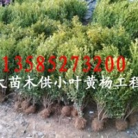 小葉黃楊（瓜子黃楊）、小葉黃楊苗、小葉黃楊球、小葉黃楊種子