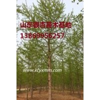 江蘇銀杏樹，山東銀杏銷售