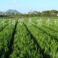 供應北京檜、刺柏、塔柏、檜柏、蜀檜、龍柏