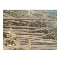 售12公分國(guó)槐,白蠟,合歡