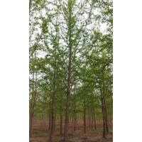 12-17公分銀杏實(shí)生樹