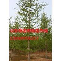 28公分銀杏樹供應(yīng)