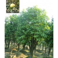 供應(yīng)地徑3、4、5、6公分香泡