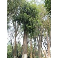 供應(yīng)樸樹 熟貨樸樹 移栽樸樹低價(jià) 成都萬(wàn)樹園林