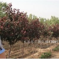 糖槭3-4、京桃4、金葉白蠟6、紅寶石海棠5-6、蜀檜2-3米(圖)