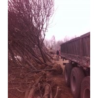 供應(yīng)紫葉李、國槐、法桐、