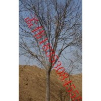 2014國槐苗木價格