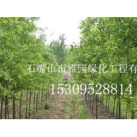 寧夏出售銀杏樹