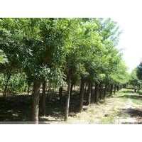 國(guó)槐哪里多，國(guó)槐價(jià)格，國(guó)槐信息，賣國(guó)槐