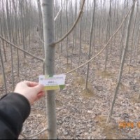 冠縣毛白楊基地