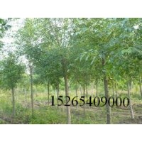河南各規(guī)格國槐四月份價格