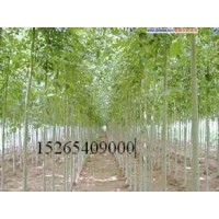 河北各規(guī)格國槐四月份價格