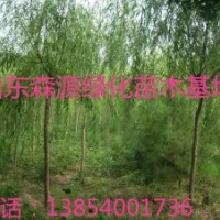 湖南哪里有7公分垂柳價格-8公分垂柳價格