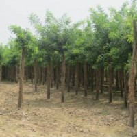 山東金秋苗木種植基地