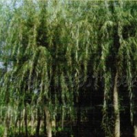 河北柳樹供應(yīng)