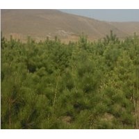 供應(yīng)1.5油松