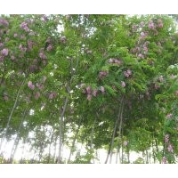 出售大量香花槐樹苗