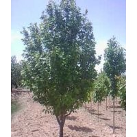 10公分八棱海棠樹