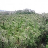 黑松 40萬株 優(yōu)惠急售