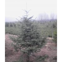 供應(yīng)云杉油松