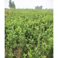 山東冠縣臻樟園林