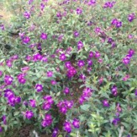 野牡丹供應(yīng)