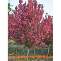 供應(yīng)北美絢麗海棠