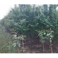 四川精品櫻花|四川紅花櫻花|精品晚櫻批發(fā)