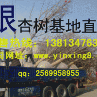 20公分銀杏樹價格 銀杏樹價格表 秀景銀杏